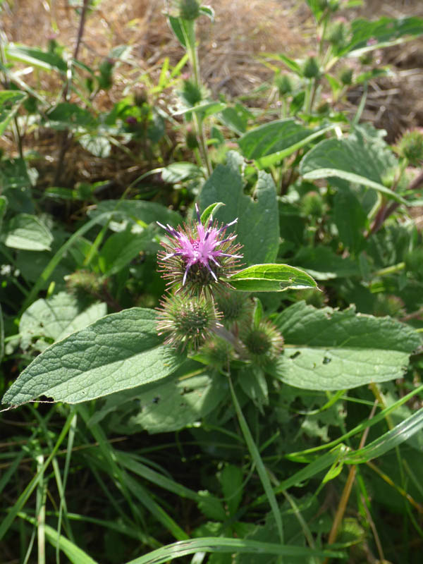 Arctium minus